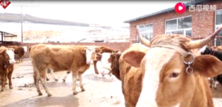 疫情之下的春季動物<em>防疫</em>行動，為畜牧業發展保駕護航