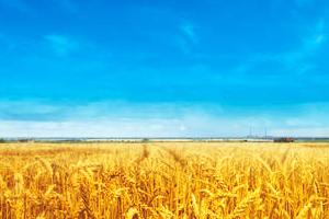 餐飲管理<em>專業</em>《餐飲<em>服務</em>》課堂中<em>的</em>教學<em>設計</em>