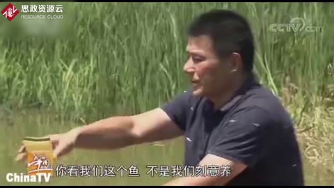稻魚共生系統(tǒng)，魚和稻共同養(yǎng)殖，自然無公害兩者互利共贏