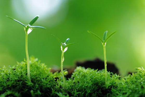 <em>植物保護(hù)</em><em>專業(yè)</em>：<em>普通</em><em>昆蟲(chóng)學(xué)</em>(<em>昆蟲(chóng)</em>有益<em>的</em>方面)、<em>昆蟲(chóng)</em><em>分類學(xué)</em>(鱗翅目蠶蛾<em>科</em>)《“非典”期間完成<em>的</em>家蠶基因組框架圖》<em>課程</em><em>思</em><em>政</em><em>案例</em>