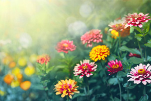 <em>植物保護</em><em>專業</em>：<em>植物</em><em>化學</em><em>保護</em><em>學</em>、<em>農藥</em><em>殘留</em><em>分析</em>《“管得住”的“神農丹”》<em>課程</em><em>思</em><em>政</em><em>案例</em>