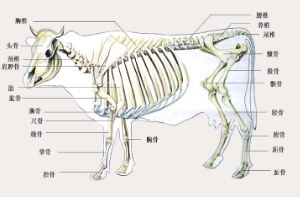 牛體全身骨骼<em>分布圖</em>