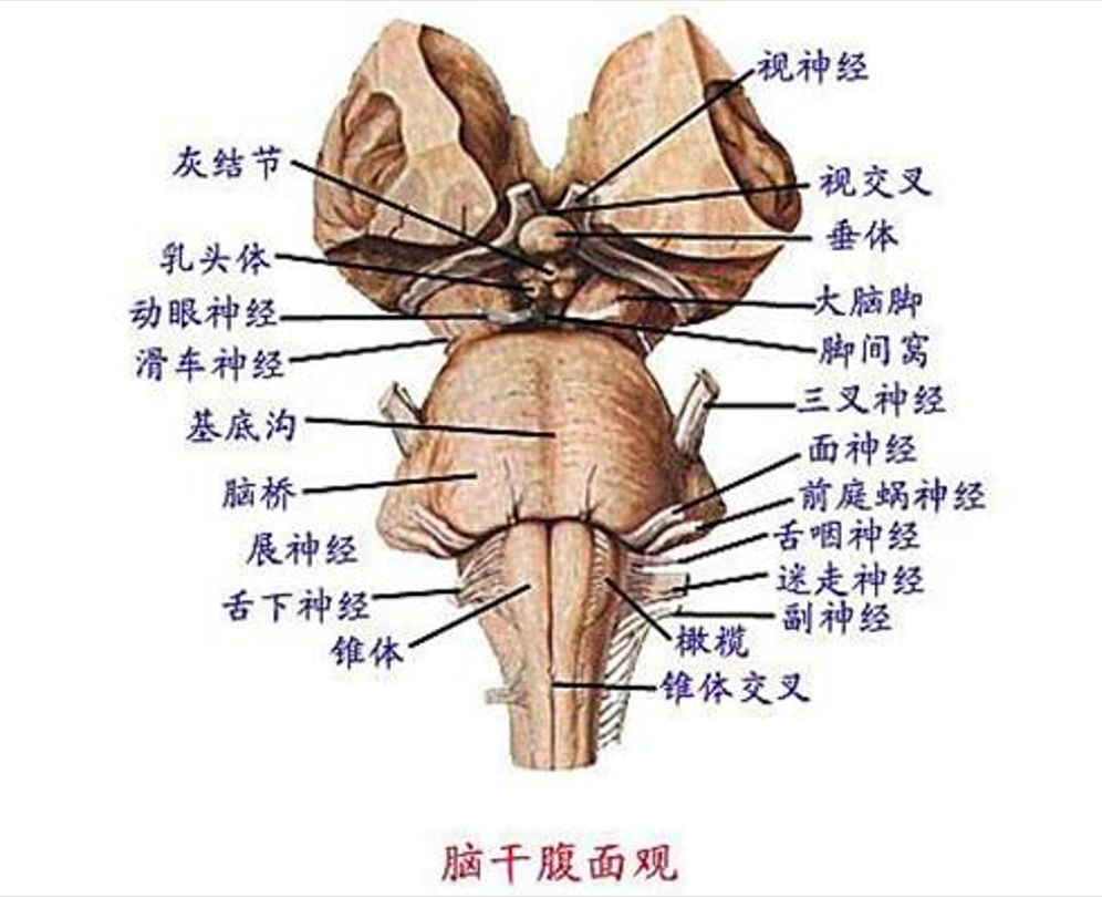 羊<em>腦</em>腦干腹面<em>觀</em>