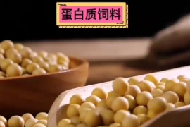 蛋白質(zhì)飼料有哪些？ 