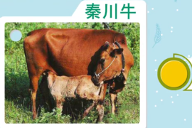 一分鐘了解秦川<em>牛</em>