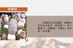 <em>微</em><em>課</em>：<em>園藝</em><em>技術</em><em>專業(yè)</em>《<em>食用菌</em><em>生產技術</em>—雞腿菇出菇<em>管理</em>》