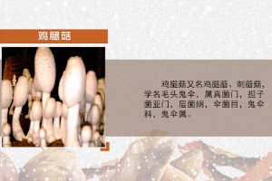 <em>微</em><em>課</em>：<em>園藝</em><em>技術</em><em>專業(yè)</em>《<em>食用菌</em><em>生產技術</em>—雞腿菇<em>菌種</em>培養(yǎng)》