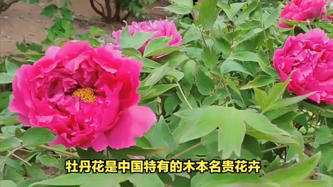牡丹花：<em>中國</em><em>的</em>國色<em>天</em>香