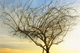 <em>微</em><em>課</em>：殯葬設(shè)備維護(hù)技術(shù)<em>專(zhuān)業(yè)</em>《喪葬<em>禮儀</em>》