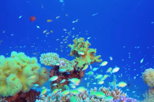 塑料污染與生物多樣性有何關系？“減塑撿塑”為自然