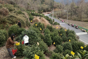 黃山黟縣：小小“黃板”護<em>茶園</em> 綠色防控助振興